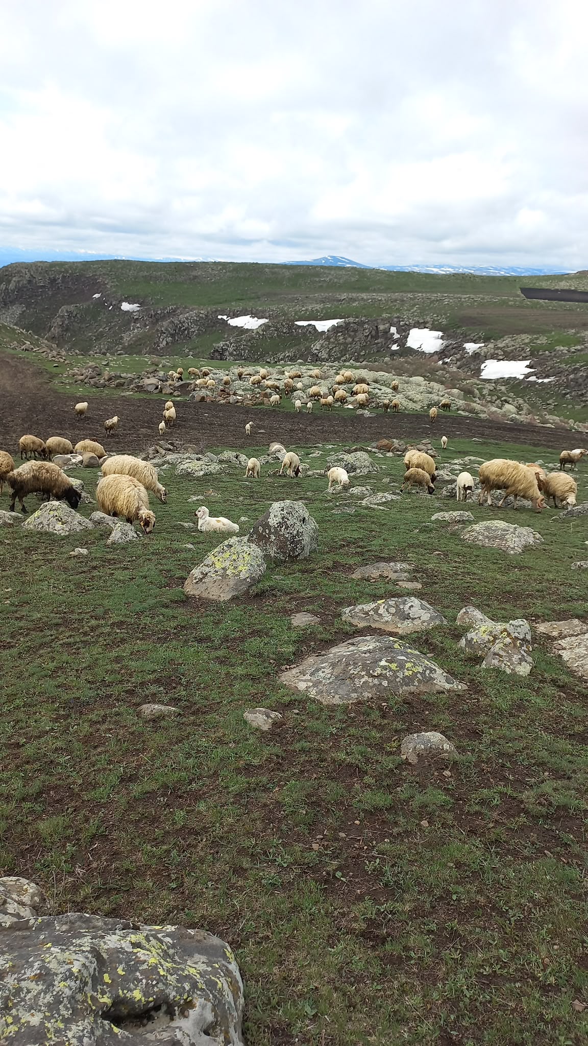 SÃ¼vari ÅarkÃ¼teri Kars Lezzeti