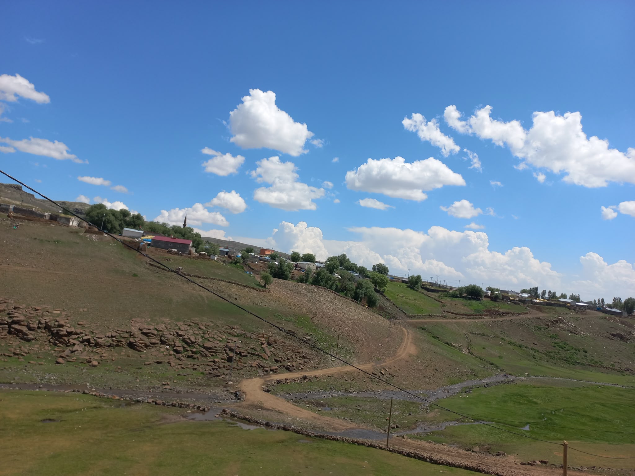 Hakiki Kars Yayla TereyaÄŸÄ±