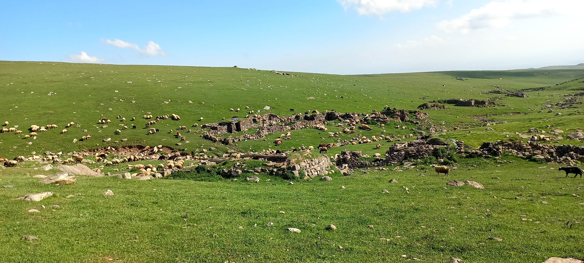 KurutulmuÅŸ DoÄŸal Kars KazÄ±